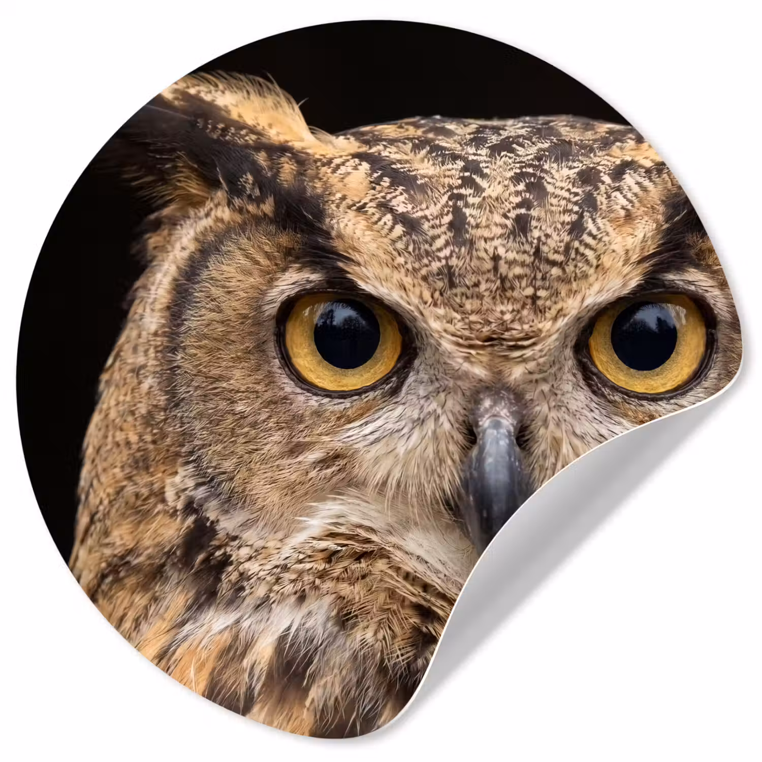 Oehoe - Uil - Portret - Bruin Wandcirkel behangsticker klein -3d