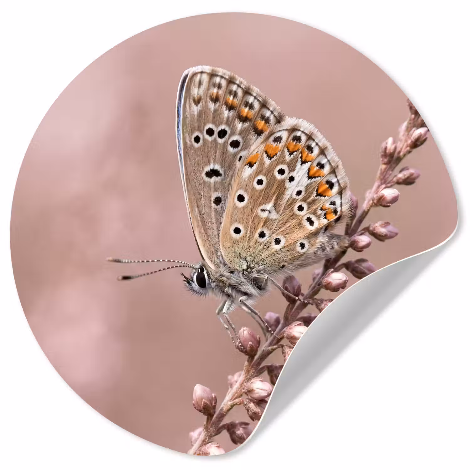 Lavendel - Vlinder - Paars Wandcirkel behangsticker klein -3d