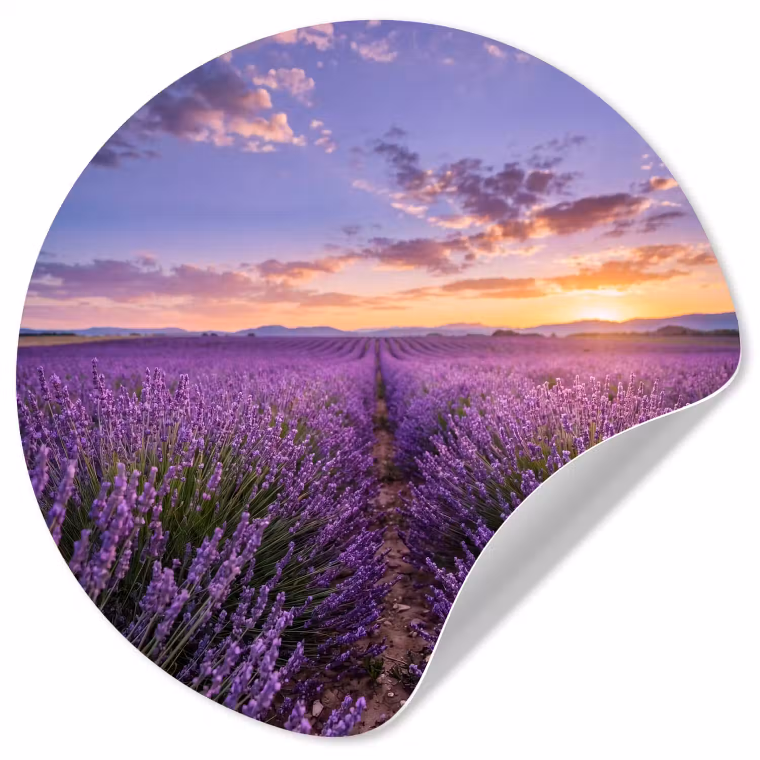 Lavendel - Veld - Natuur - Paars Wandcirkel behangsticker klein -3d