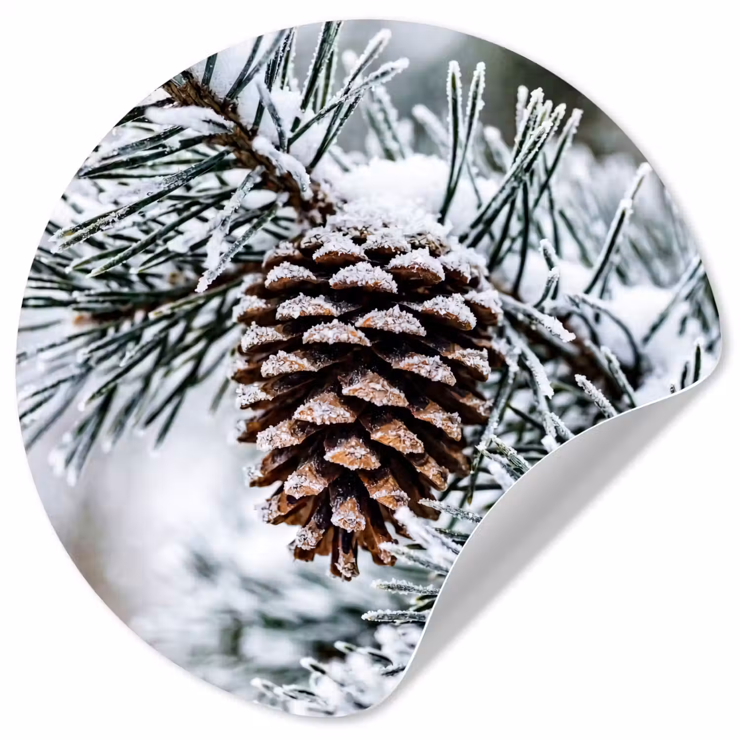 Dennenappel - Tak - Sneeuw - Winter - Sfeervol Wandcirkel behangsticker klein -3d