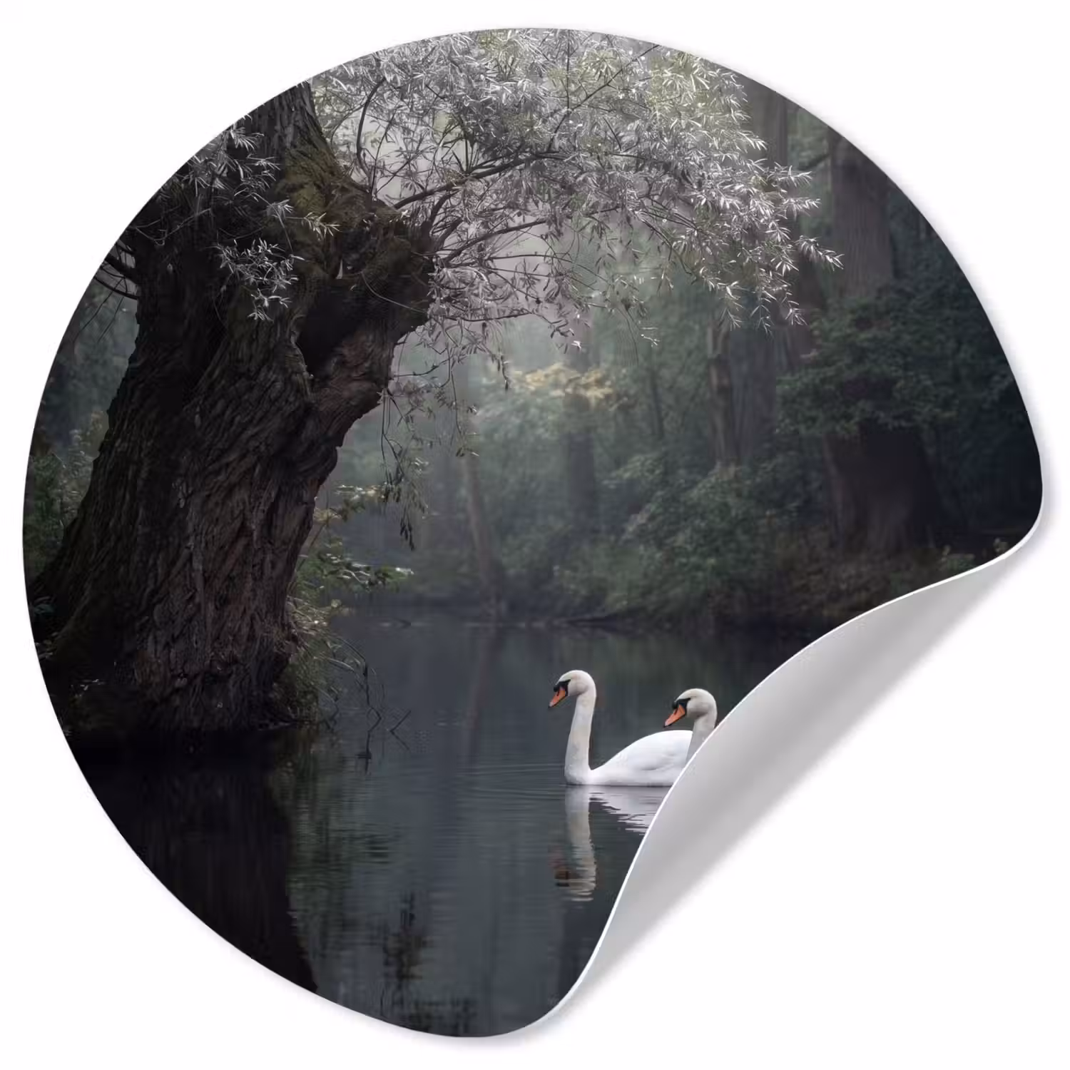 Zwanen - Rivier - Bos Wandcirkel behangsticker klein -3d