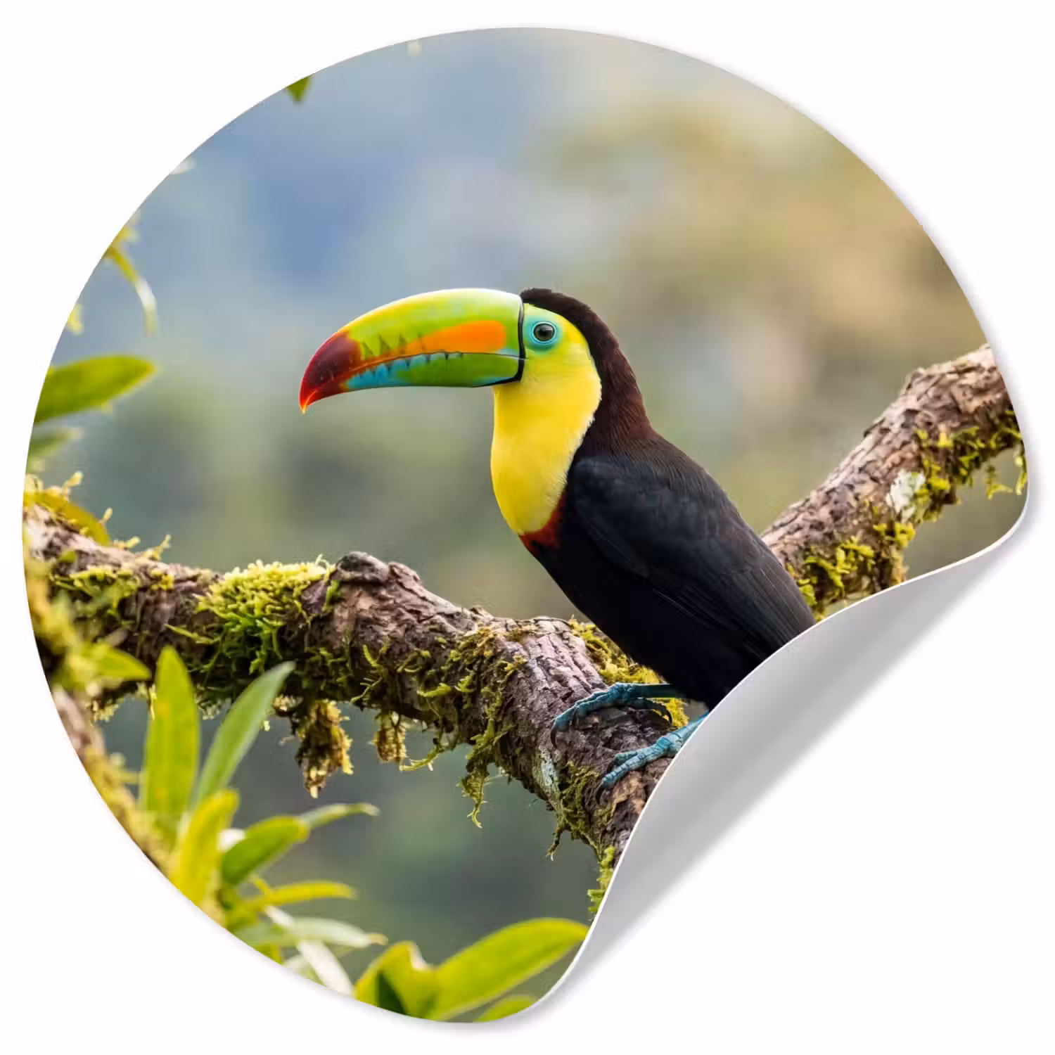 Toekan - Jungle - Natuur - Kleurrijk Wandcirkel behangsticker klein -3d