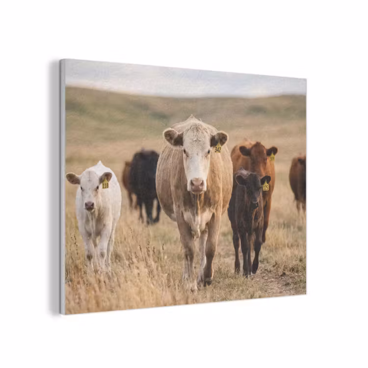 Runderen - Kudde - Landschap - Weide - Rustig PET vilt klein -3d