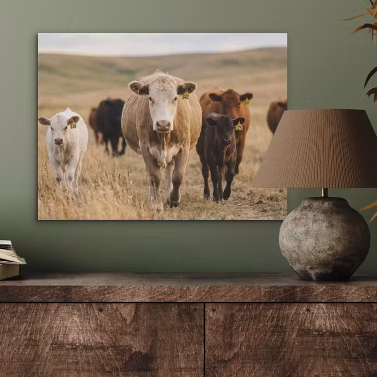 Runderen - Kudde - Landschap - Weide - Rustig PET vilt klein -sfeer2