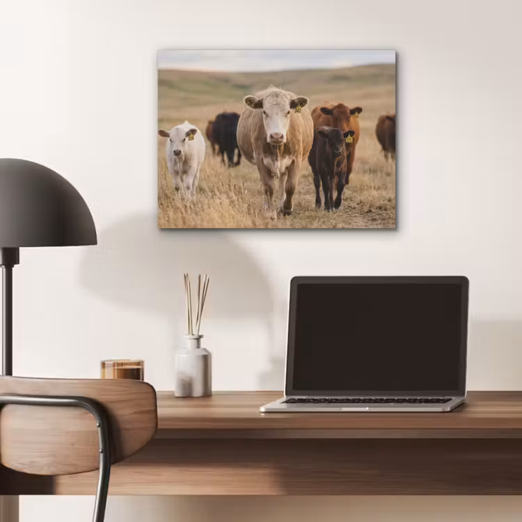 Runderen - Kudde - Landschap - Weide - Rustig PET vilt klein -sfeer5