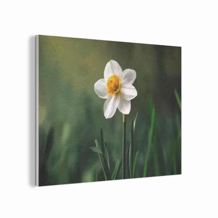 Narcis - Bloem - Wit - Grassprieten PET vilt klein -3d