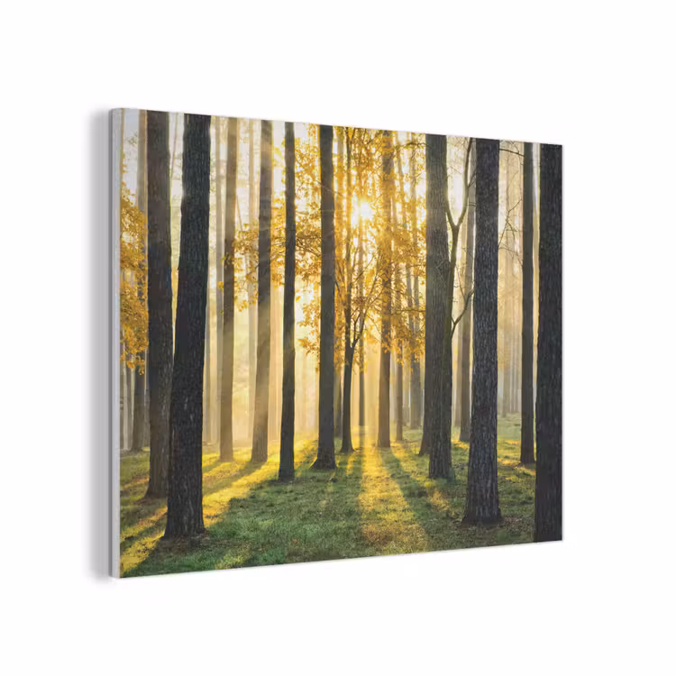 Bos - Zon - Bomen - Gras - Landschap  - Natuur PET vilt klein -3d
