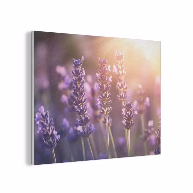 Lavendelbloemen - Paars - Zonlicht PET vilt klein -3d