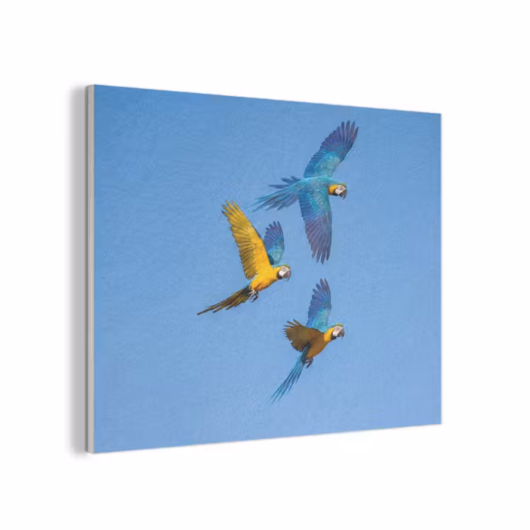Papagaai - Vliegen - Blauw - Geel PET vilt klein -3d
