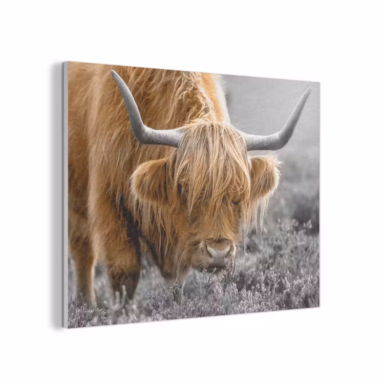 Schotse Hooglander - Dieren - Bruin - Koe - Zwart - Wit - Natuur PET vilt klein -3d