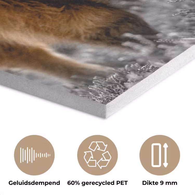 Schotse Hooglander - Dieren - Bruin - Koe - Zwart - Wit - Natuur PET vilt klein -closeup_NL