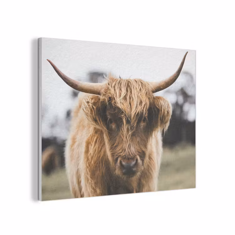 Schotse Hooglander - Koe - Gras - Dieren - Natuur PET vilt klein -3d