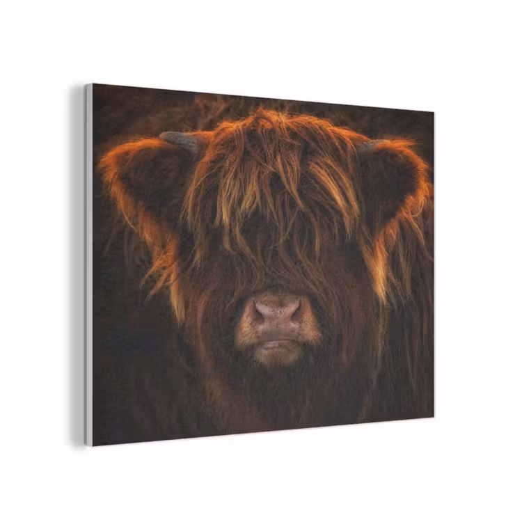 Schotse Hooglander - Koe - Portret - Dieren PET vilt klein -3d