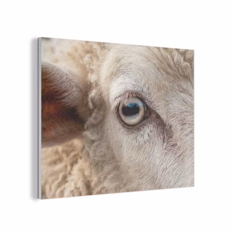Schaap - Oog - Wit PET vilt klein -3d