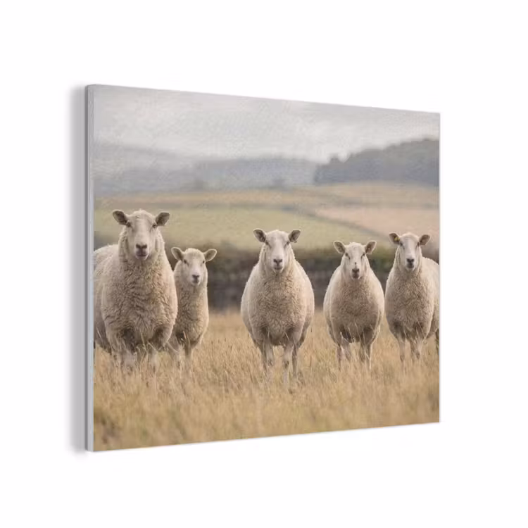 Schapen - Weidenlandschap - Heuvels PET vilt klein -3d
