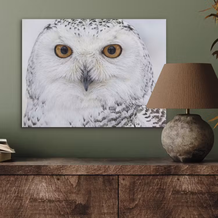 Sneeuwuil - Oog - Wildlife - Wit PET vilt klein -sfeer2