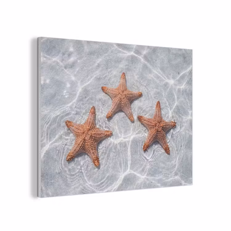 Zeesterren - Water - Helder PET vilt klein -3d