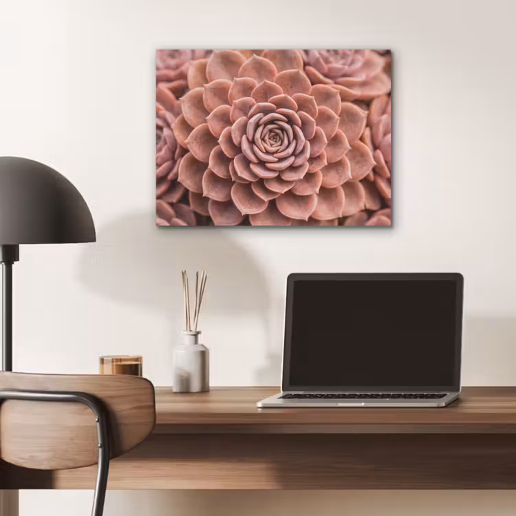 Vetplant - Organisch - Roze PET vilt klein -sfeer5