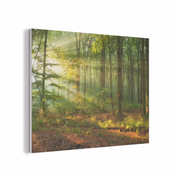 Zon - Bos - Bomen - Natuur - Herfst PET vilt klein -3d