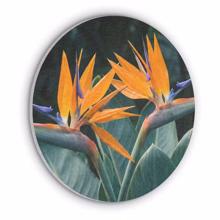Paradijsvogel - Bloem - Exotisch Akoestische PET Vilt - Rond klein -3d