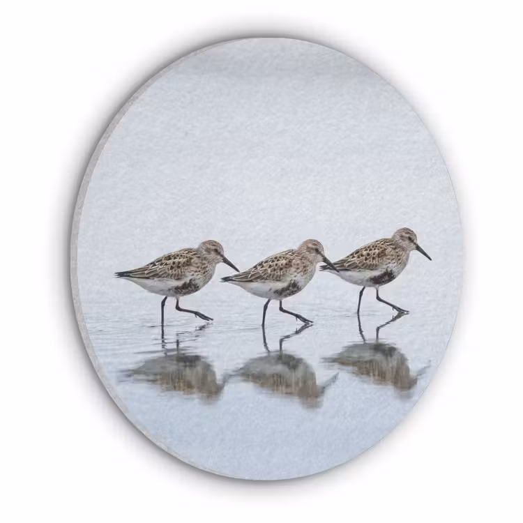 Vogels - Water - Grijs Akoestische PET Vilt - Rond klein -3d