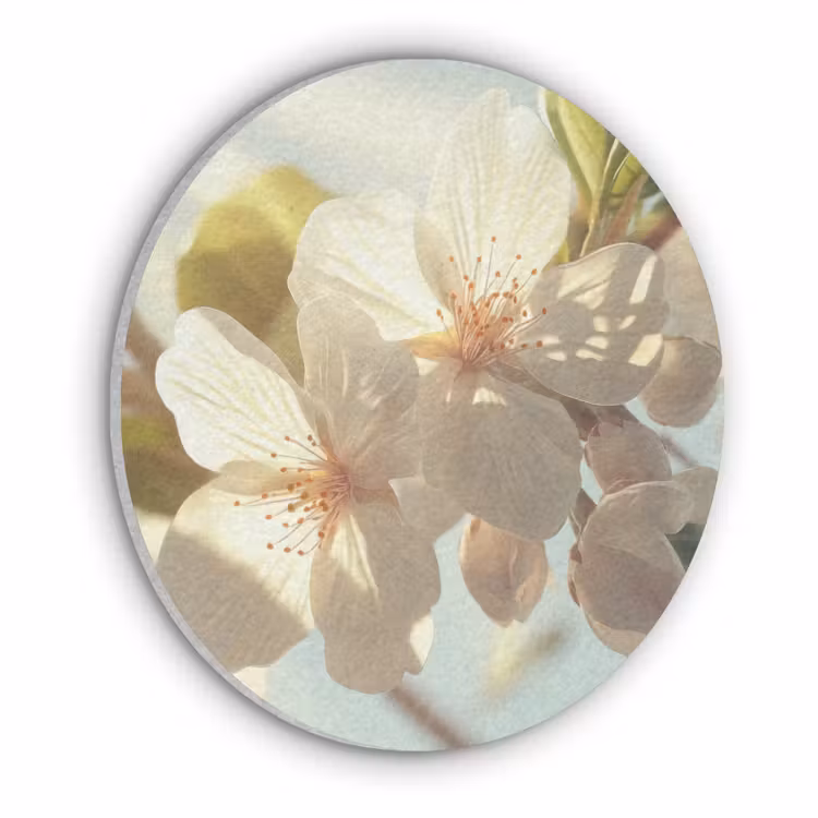 Bloesems - Wit - Zonnestralen - Bloemblaadjes Akoestische PET Vilt - Rond klein -3d