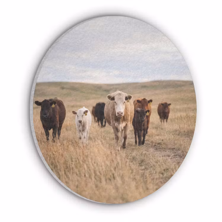 Runderen - Kudde - Landschap - Weide - Rustig Akoestische PET Vilt - Rond klein -3d