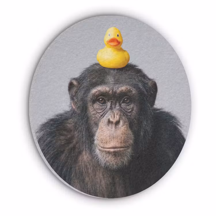 Chimpansee - Badeend - Grijs Akoestische PET Vilt - Rond klein -3d