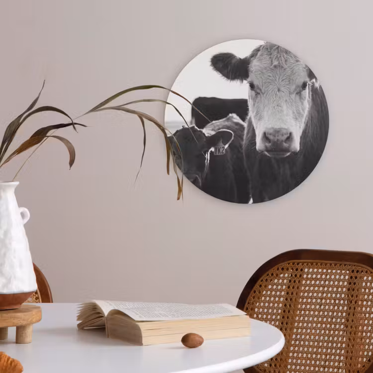 Koeien - Zwart - Wit Akoestische PET Vilt - Rond klein -sfeer3