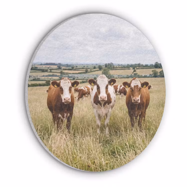 Koeien - Portret - Weide - Boerderij - Nieuwsgierig Akoestische PET Vilt - Rond klein -3d