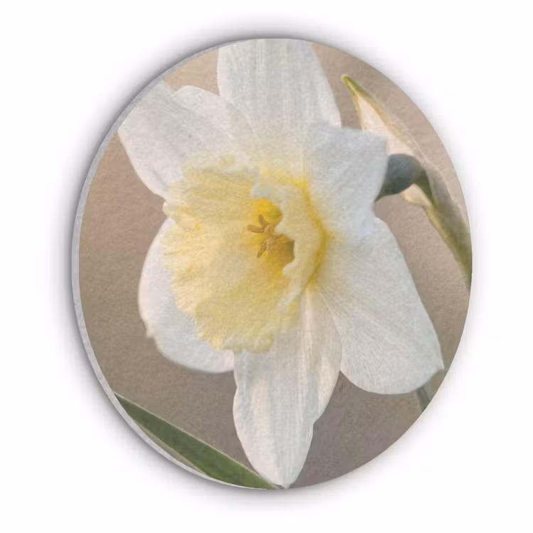 Narcis - Bloem - Minimalistisch Akoestische PET Vilt - Rond klein -3d