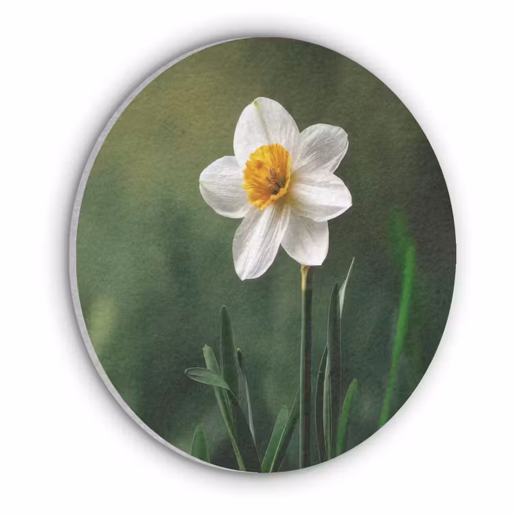 Narcis - Bloem - Wit - Grassprieten Akoestische PET Vilt - Rond klein -3d
