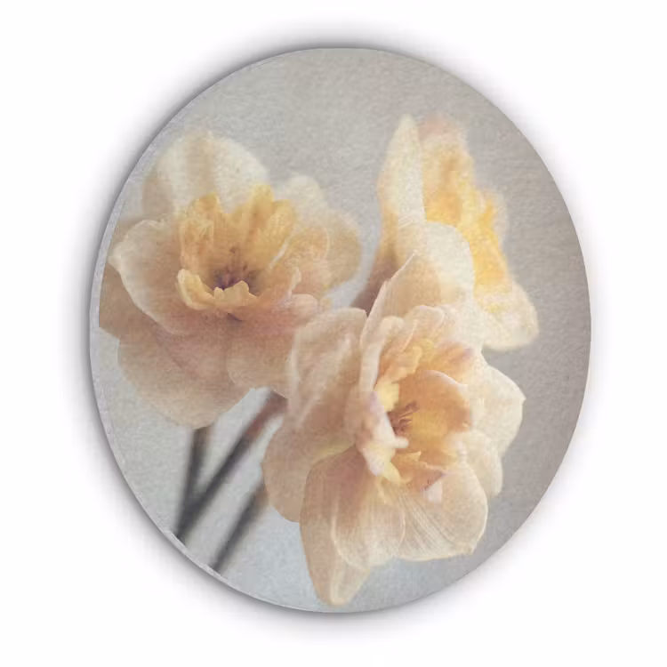 Narcissen - Geel - Bloemblaadjes Akoestische PET Vilt - Rond klein -3d