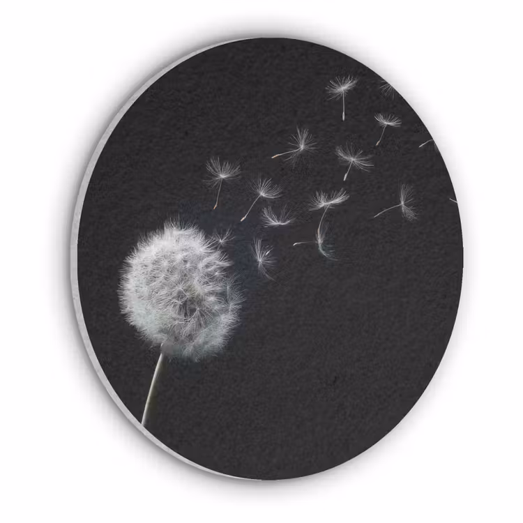 Paardenbloem - Zwart - Natuur Akoestische PET Vilt - Rond klein -3d