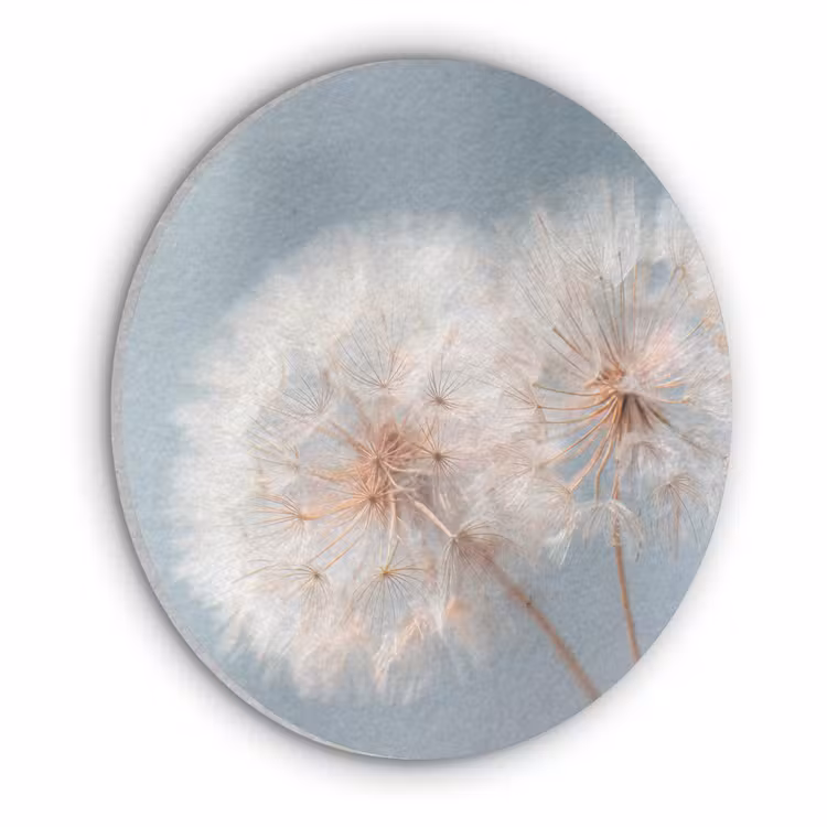 Paardenbloemen - Pluisjes - Wit Akoestische PET Vilt - Rond klein -3d