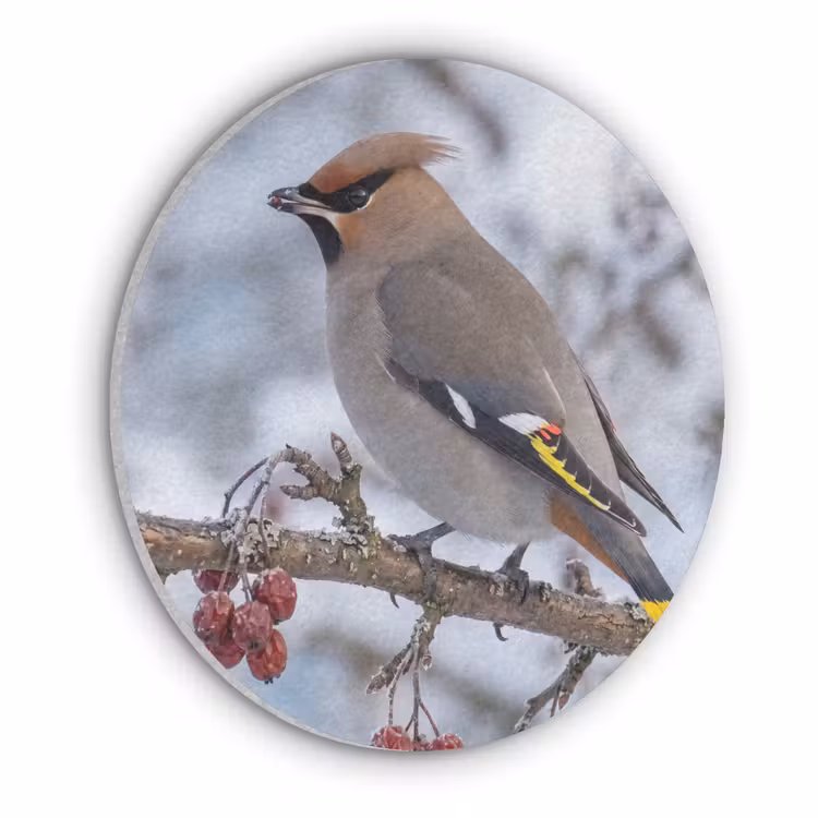 Pestvogel - Bessen - Winter - Natuur Akoestische PET Vilt - Rond klein -3d