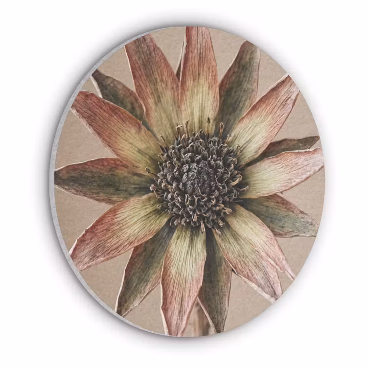 Droogbloem - Protea - Vintage - Beige - Rustiek Akoestische PET Vilt - Rond klein -3d