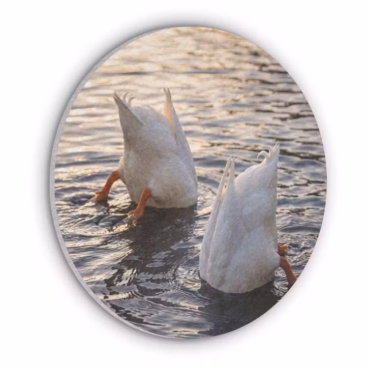 Eenden - Water - Natuur Akoestische PET Vilt - Rond klein -3d