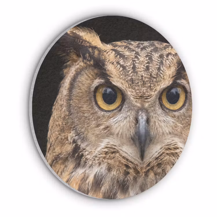 Oehoe - Uil - Portret - Bruin Akoestische PET Vilt - Rond klein -3d