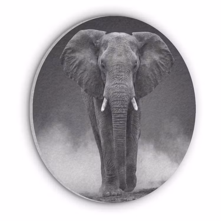 Olifant - Zwart - Wit - Rook Akoestische PET Vilt - Rond klein -3d