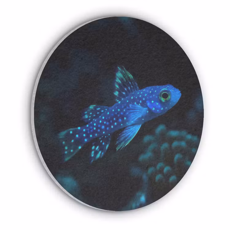 Vis - Stippen - Koraal - Blauw Akoestische PET Vilt - Rond klein -3d