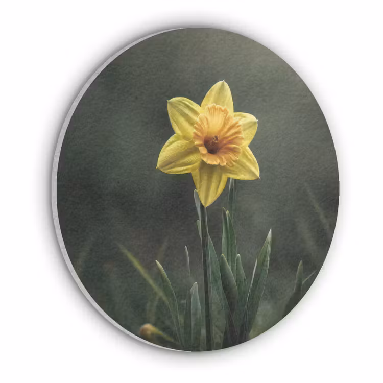 Bloem - Narcis - Gras - Geel Akoestische PET Vilt - Rond klein -3d