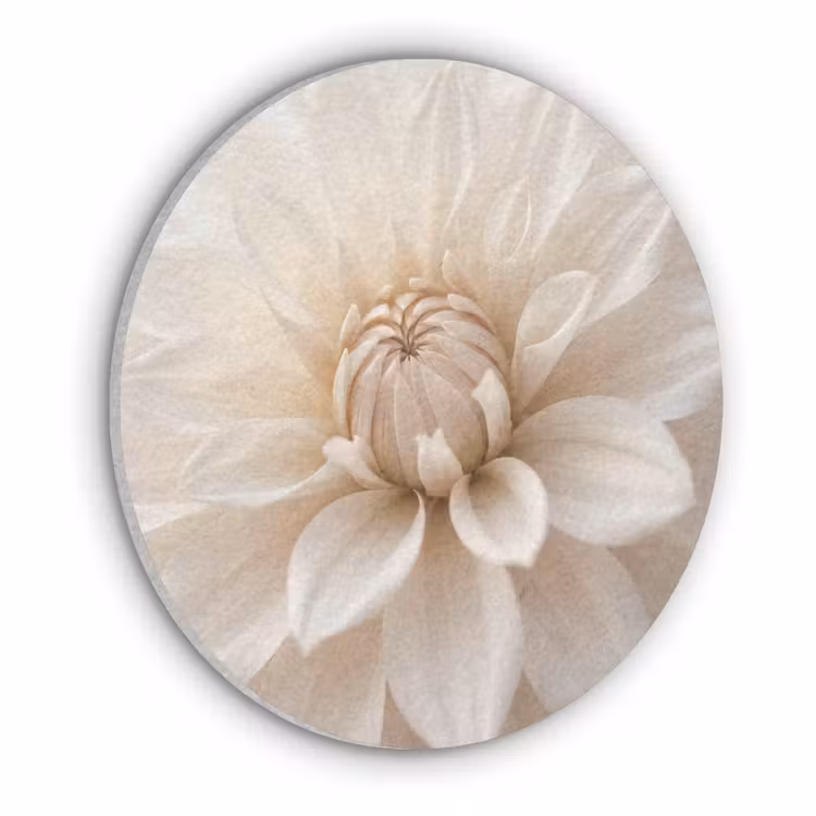 Bloem - Dahlia - Wit Akoestische PET Vilt - Rond klein -3d