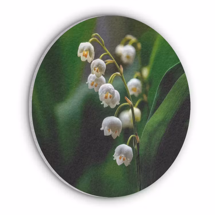 Bloemen - Wit - Bladeren - Lelietjes Akoestische PET Vilt - Rond klein -3d