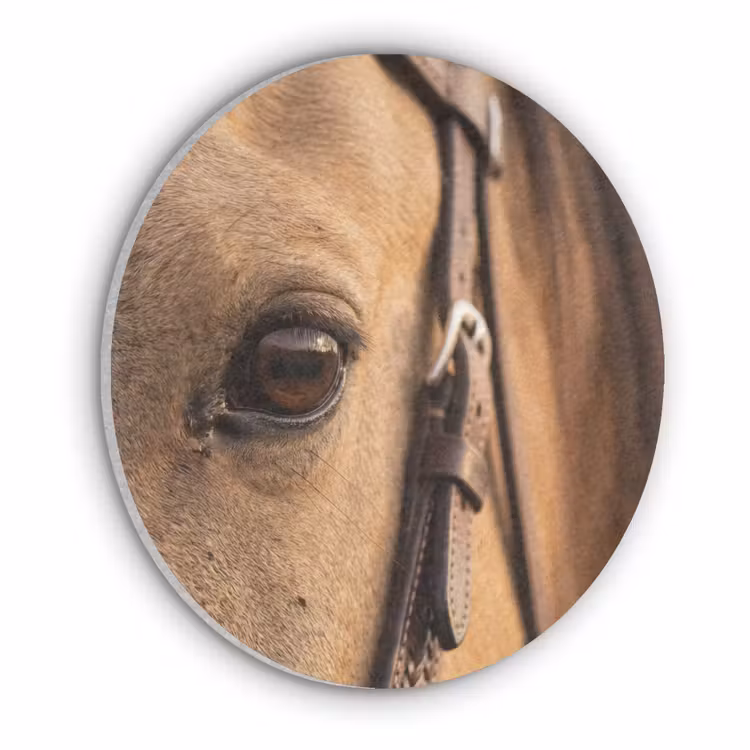 Paard - Oog - Bruin Akoestische PET Vilt - Rond klein -3d