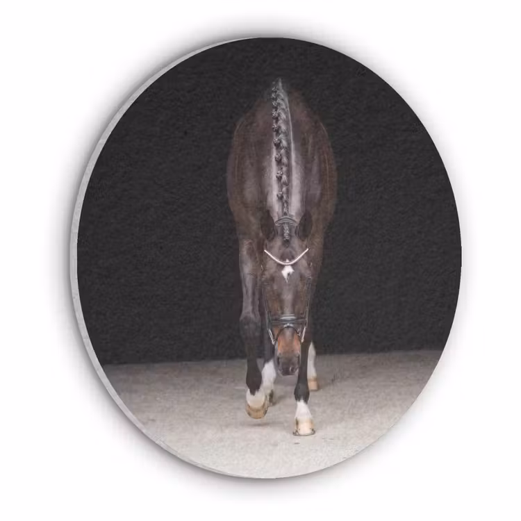 Paard - Modern - Portret Akoestische PET Vilt - Rond klein -3d