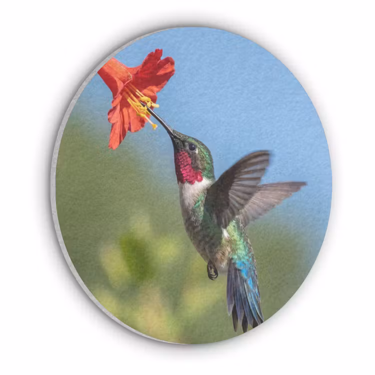 Kolibrie - Bloem - Natuur - Groen Akoestische PET Vilt - Rond klein -3d