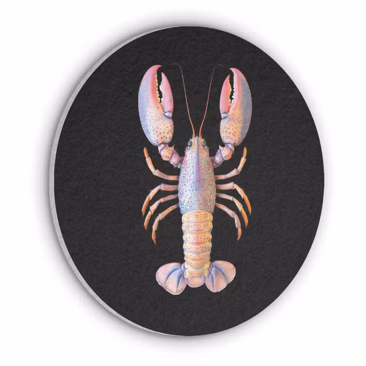 Kreeft - Roze - Zacht - Zwart Akoestische PET Vilt - Rond klein -3d