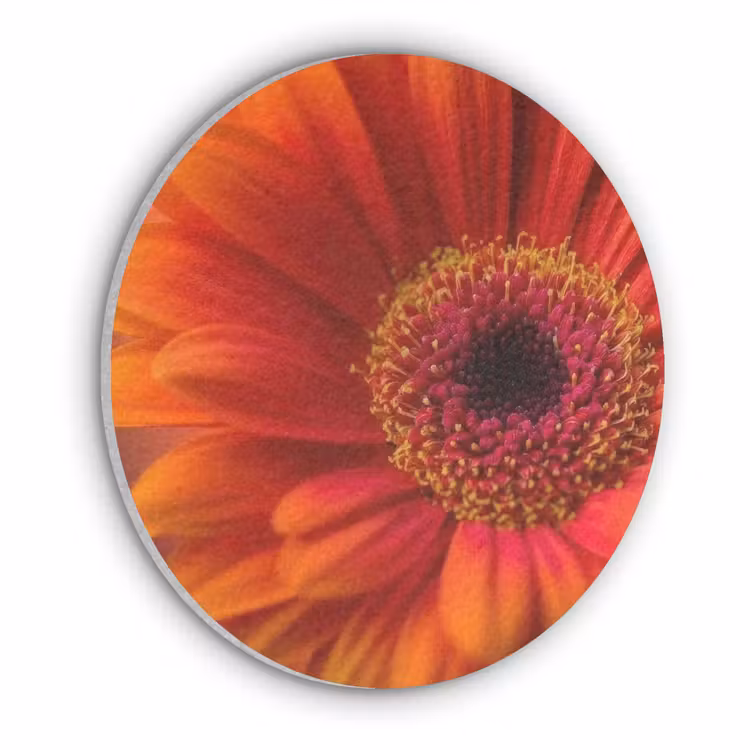 Oranje - Gerbera - Intens Akoestische PET Vilt - Rond klein -3d