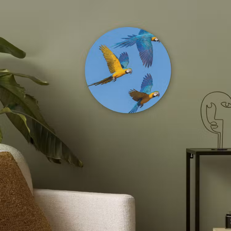 Papagaai - Vliegen - Blauw - Geel Akoestische PET Vilt - Rond klein -sfeer2